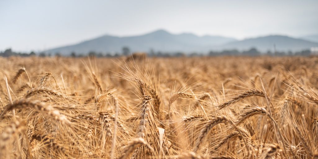 A new study analyzing the diversity of almost 80,000 wheat accessions reveals consequences and opportunities of selection footprints. (Photo: Eleusis Llanderal/CIMMYT)