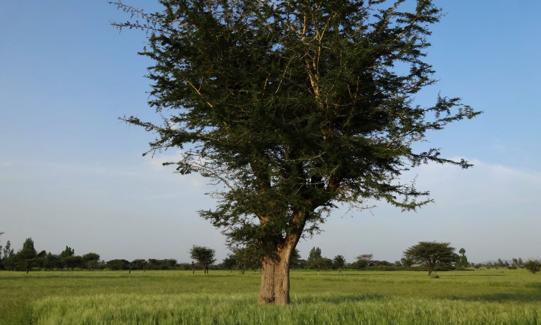 In Ethiopia, scattered trees in crop fields have been practiced for centuries. (Photo: Tesfaye Shiferaw /CIMMYT)