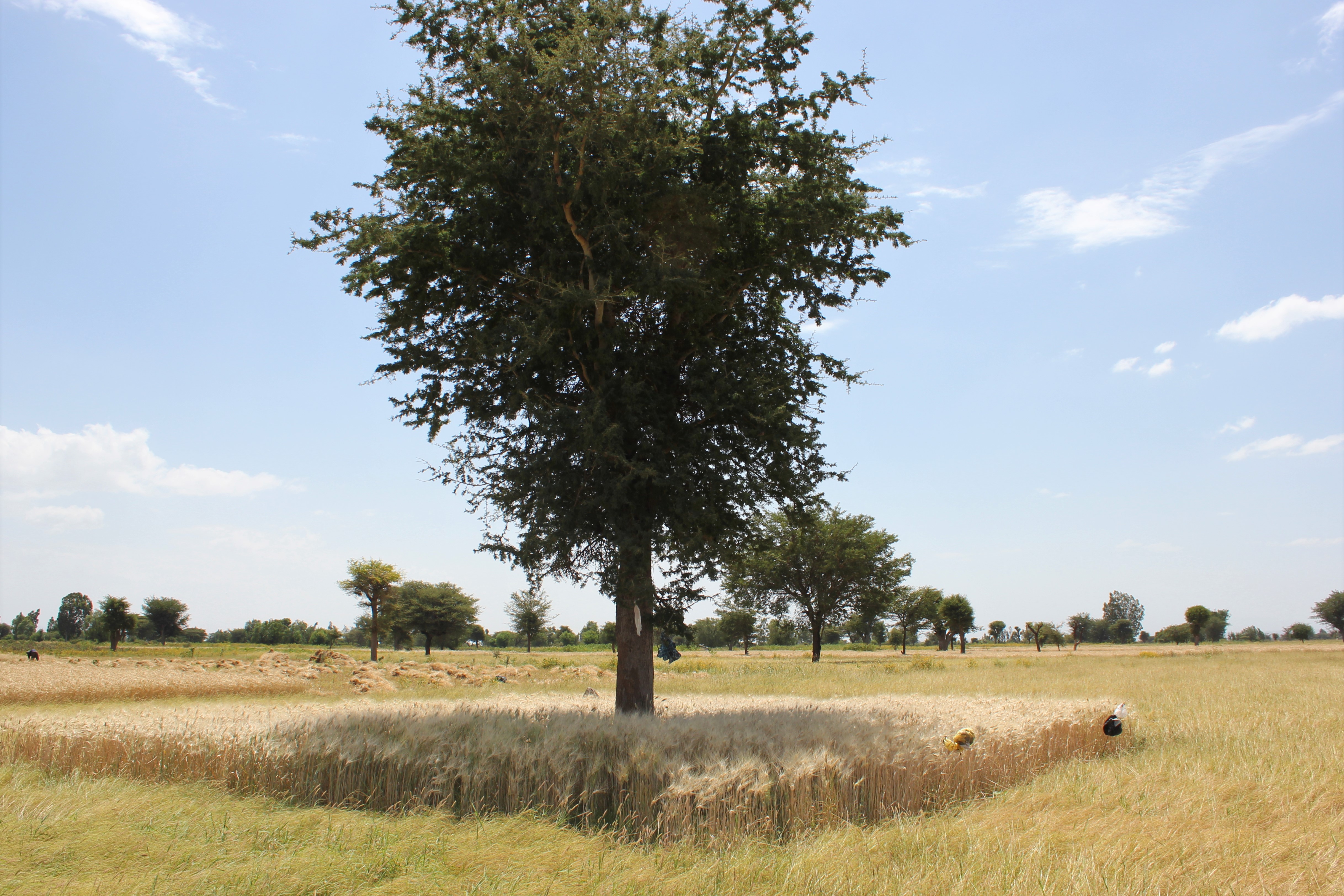 A tree-crop system in Ethiopia. (Photo: Tesfaye Shiferaw /CIMMYT)