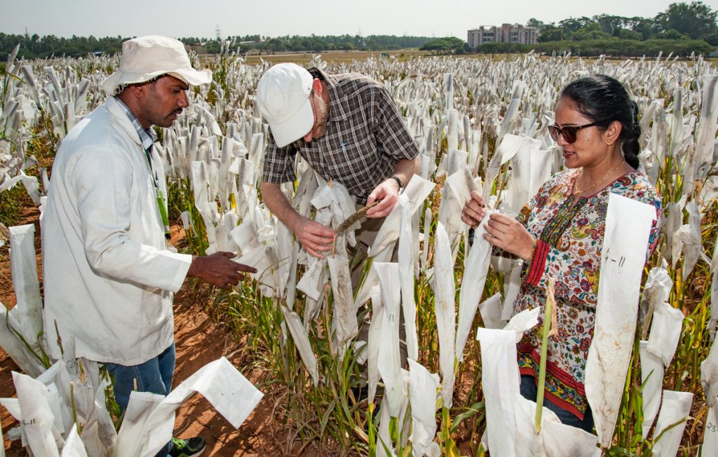 Shivali Sharma (right), pre-breeding research leader at ICRISAT, explains pearl millet pollination techniques to visitors at the ICRISAT campus. (Photo: Michael Major/Crop Trust)