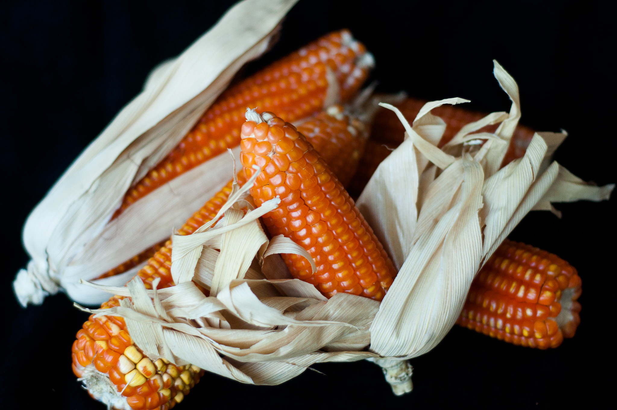 Unlike white maize varieties, vitamin A maize is rich in beta-carotene, giving it a distinctive orange color. This biofortified variety provides consumers with up to 40% of their daily vitamin A needs. (Photo: HarvestPlus/Joslin Isaacson)