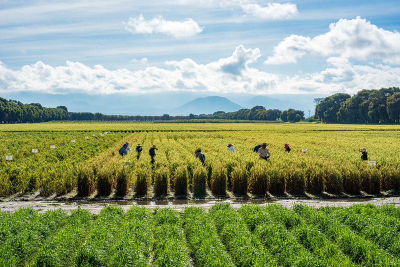 Wheat trainees and CIMMYT staff examine wheat plants in the field at the experimental station in Toluca, Mexico. (Photo: Alfonso Cortés/CIMMYT)