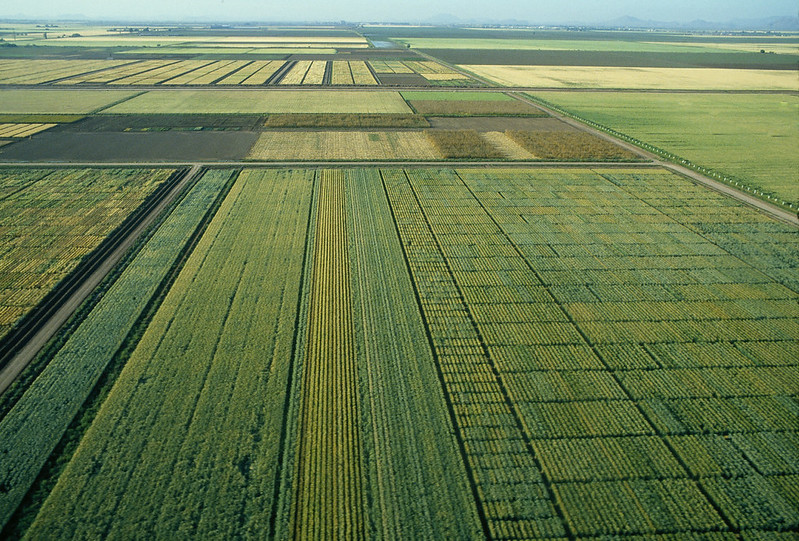 Wheat fields at CIMMYT’s Campo Experimental Norman E. Borlaug (CENEB) in Ciudad Obregón, Mexico. (Photo: CIMMYT)