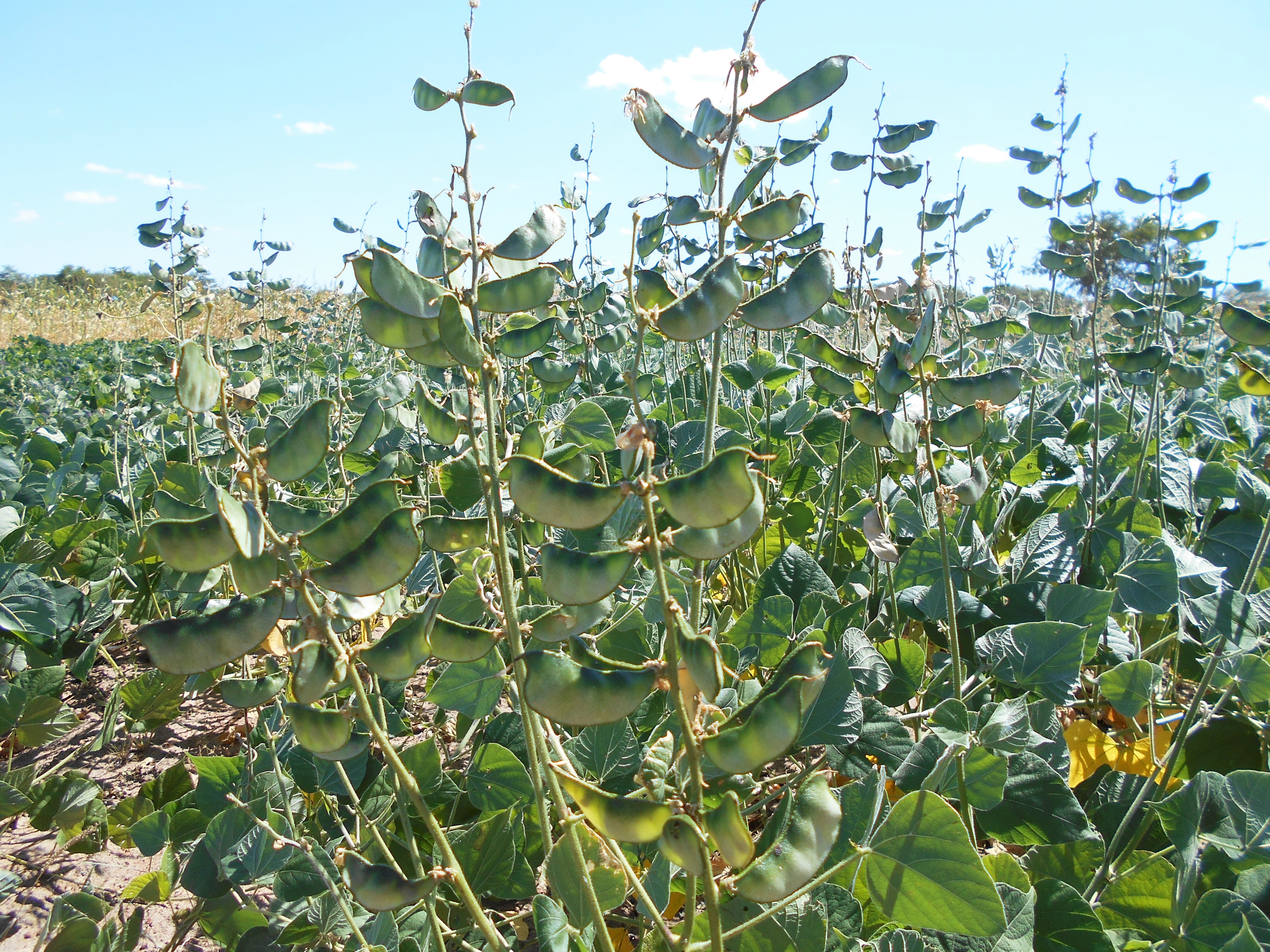 Lablab fixes nitrogen into the soil and provides residue for mulching and feed for livestock.