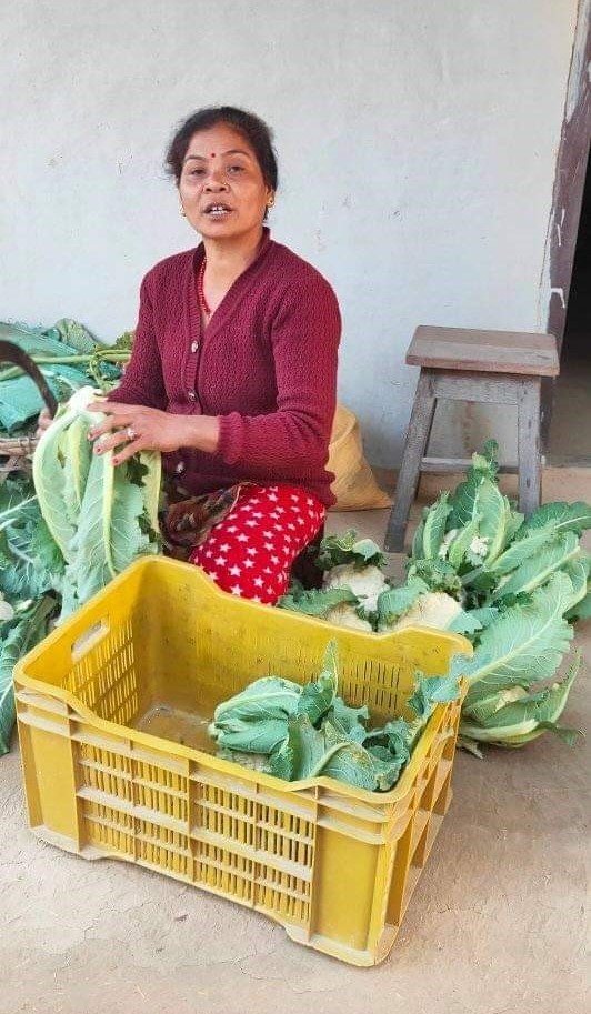 Woman prepares cauliflower for marketing.
