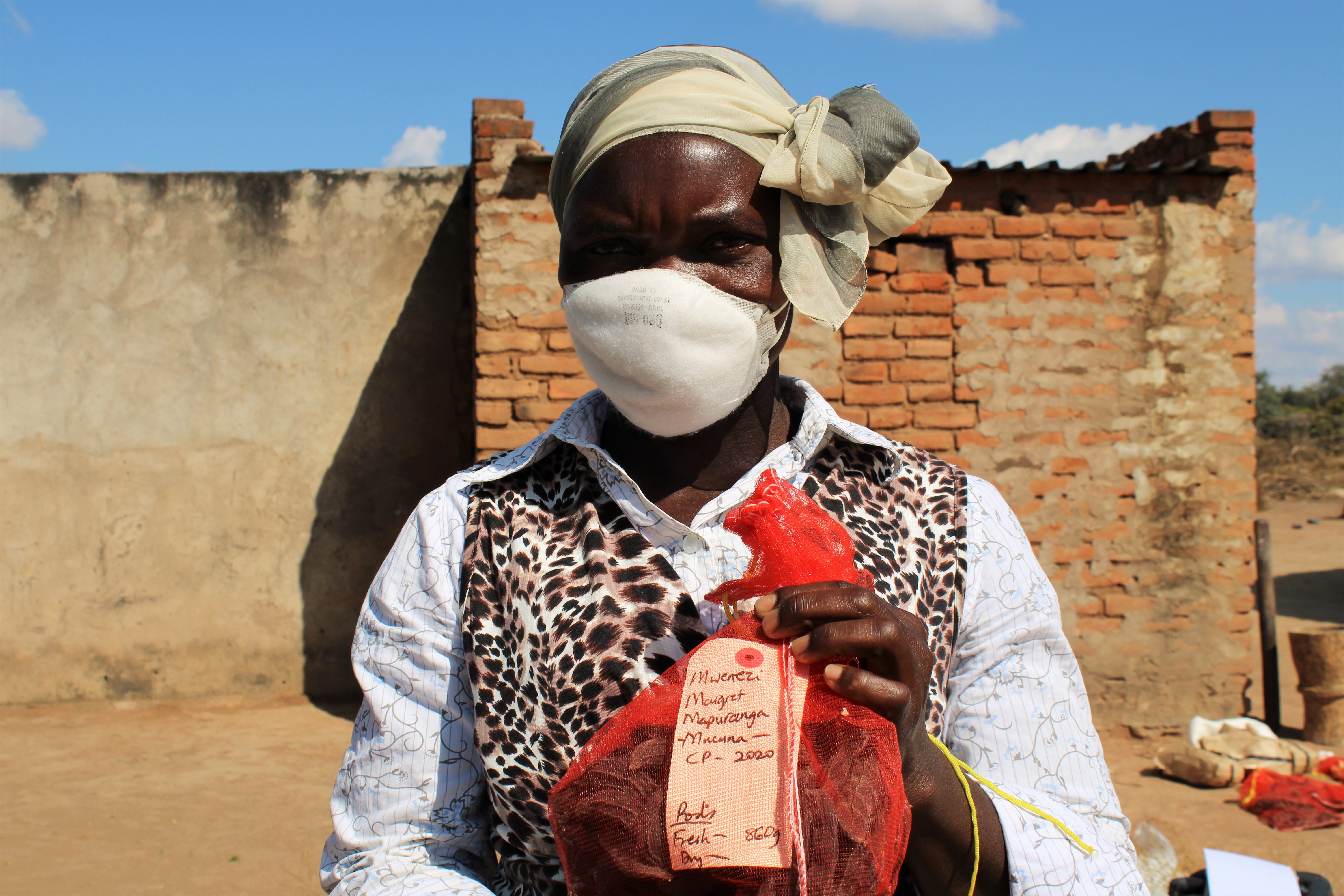 Margaret Mapuranga, a mother-trial farmer in Ward 6, Mwenezi district, shows a sample of velvet bean from the demonstration plot.