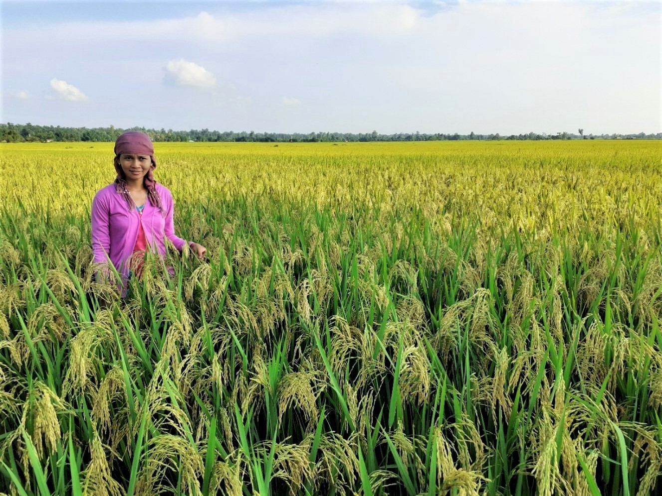 Women stands in rice field.