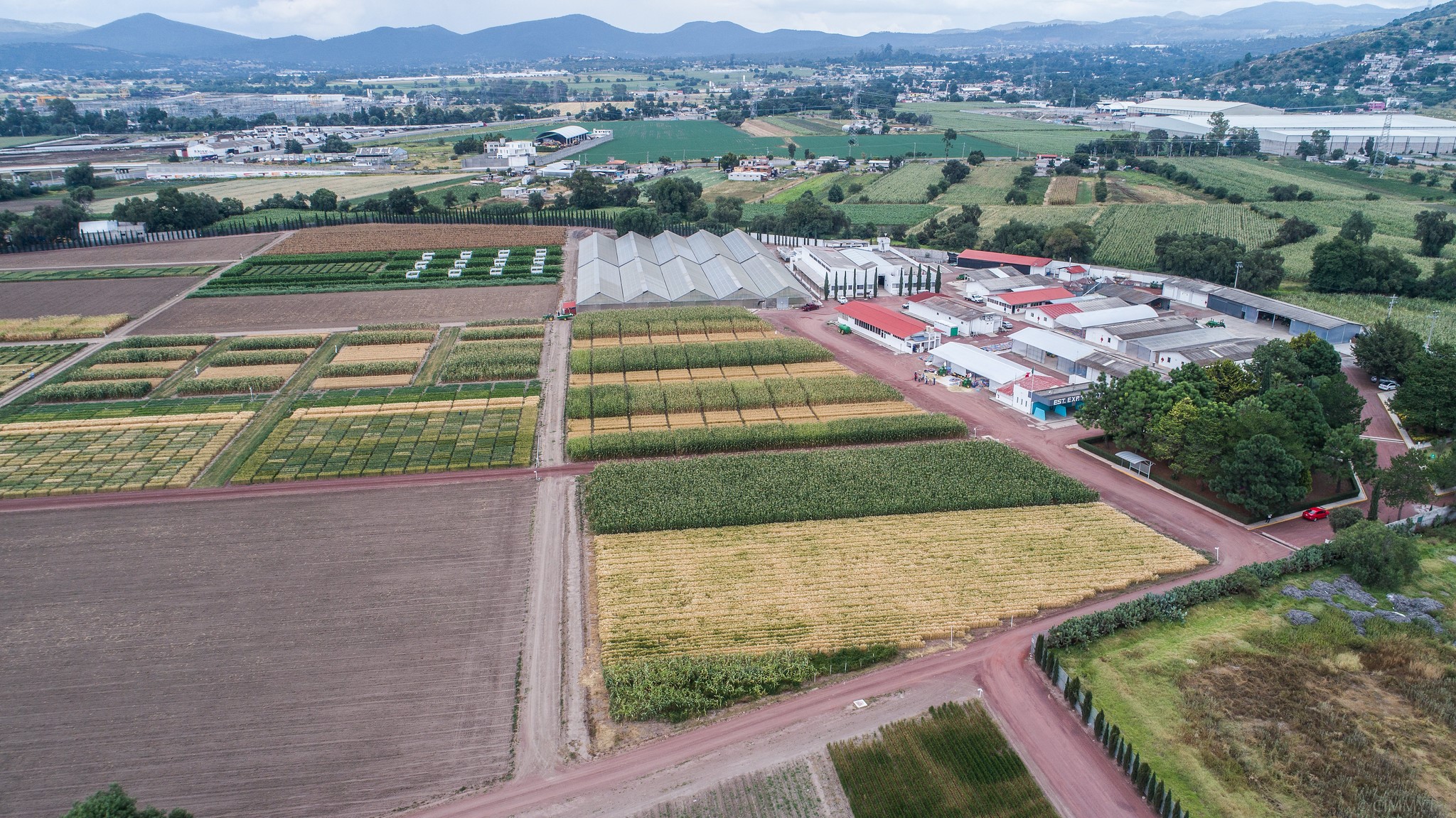 Maize and wheat fields at CIMMYT's El Batán experimental station. 