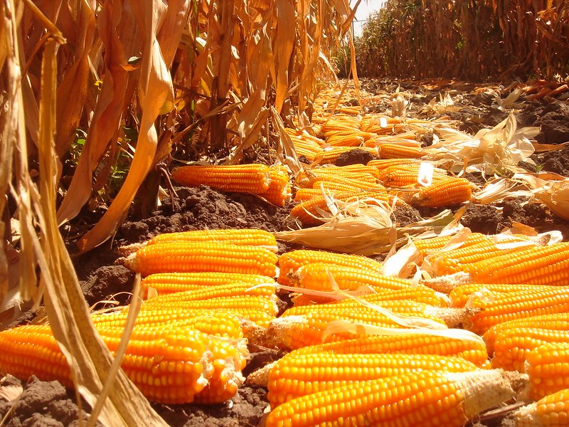 Biofortified orange maize.