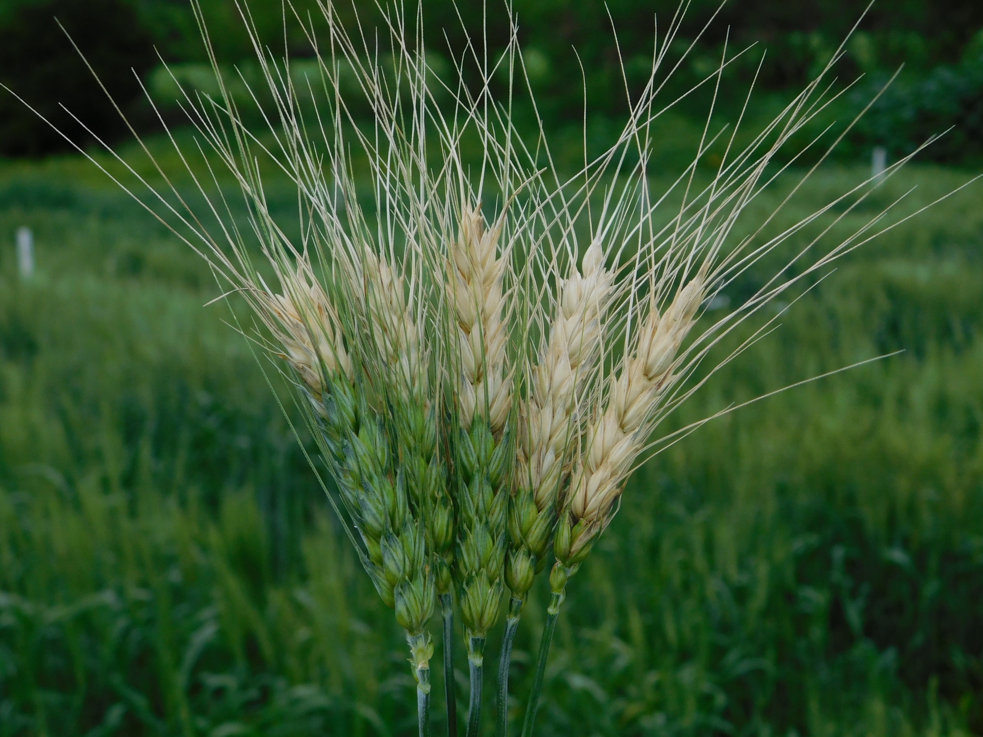 Espigas de trigo dañadas por el brusone de trigo. (Foto: Xinyao He/CIMMYT)