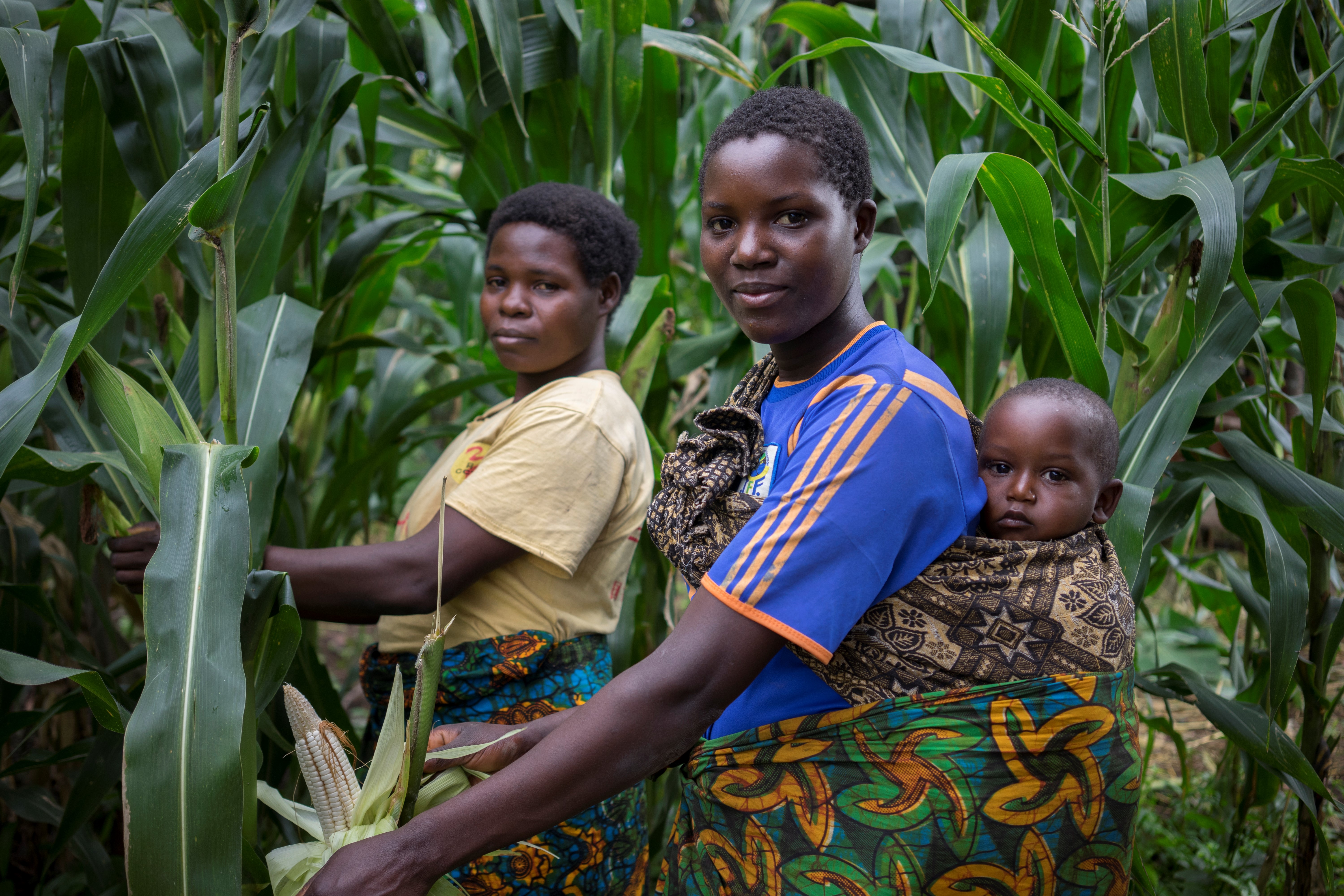 Farmers harvest maize cobs.