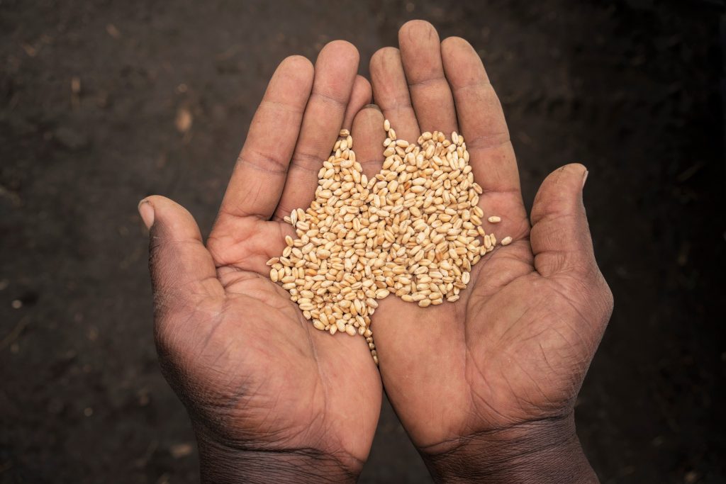 Hands hold wheat grain from harvest near Belbur, Nakuru, Kenya. (Photo: Peter Lowe/CIMMYT)