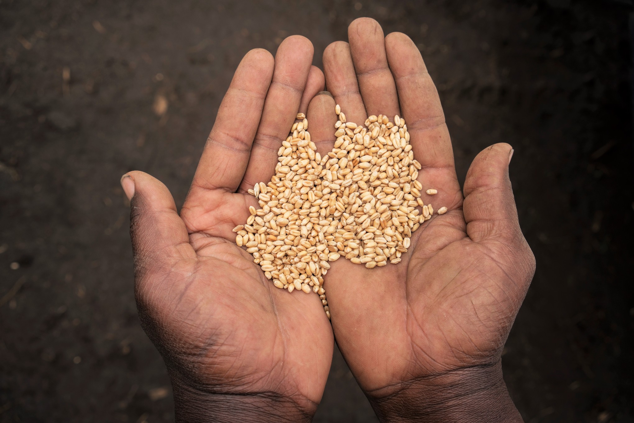 Hands hold wheat grain from harvest near Belbur, Nakuru, Kenya. (Photo: Peter Lowe/CIMMYT)