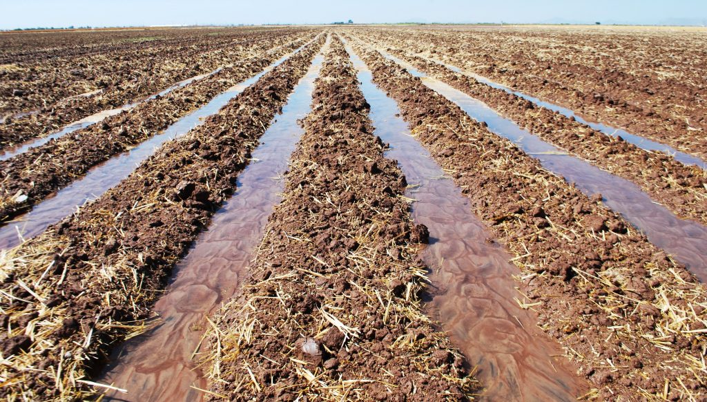 Irrigated fields in Cuidad Obregon.