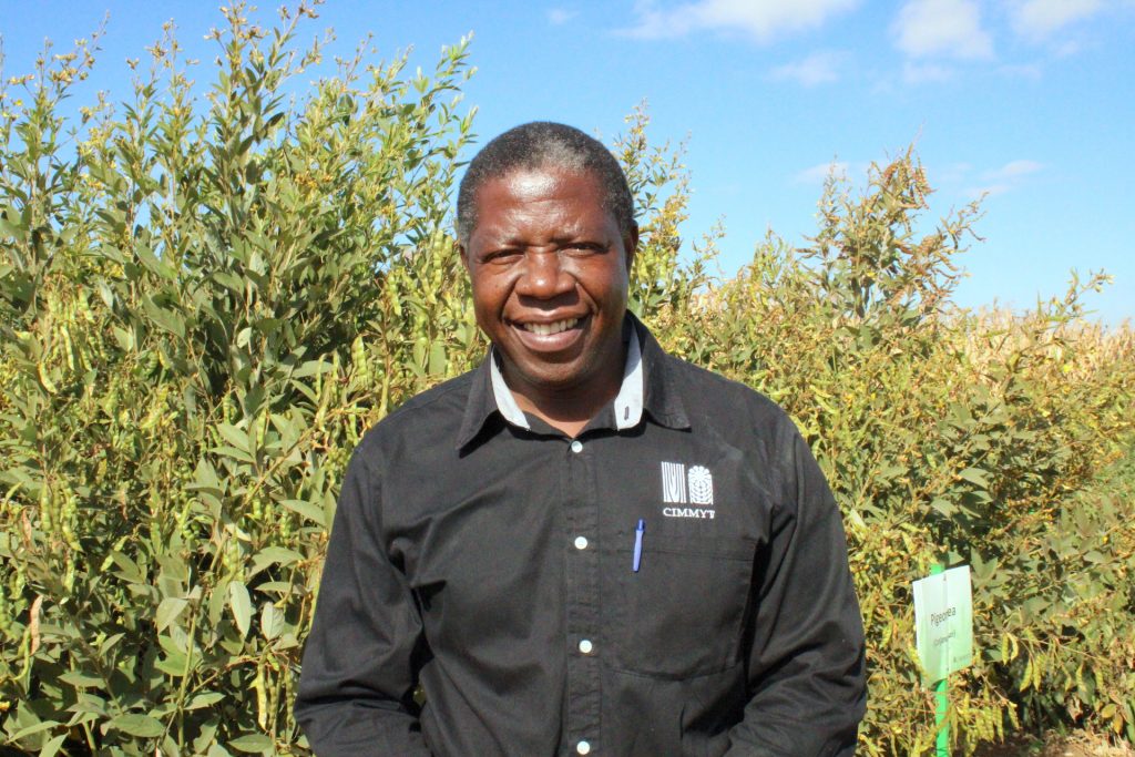 Isaiah Nyagumbo stands next to a field of maize and pigeon pea. Currently, Nyagumbo’s research seeks to better understand the resilience benefits of cereal-legume cropping systems and how different planting configurations can help to improve system productivity. (Photo: CIMMYT)
