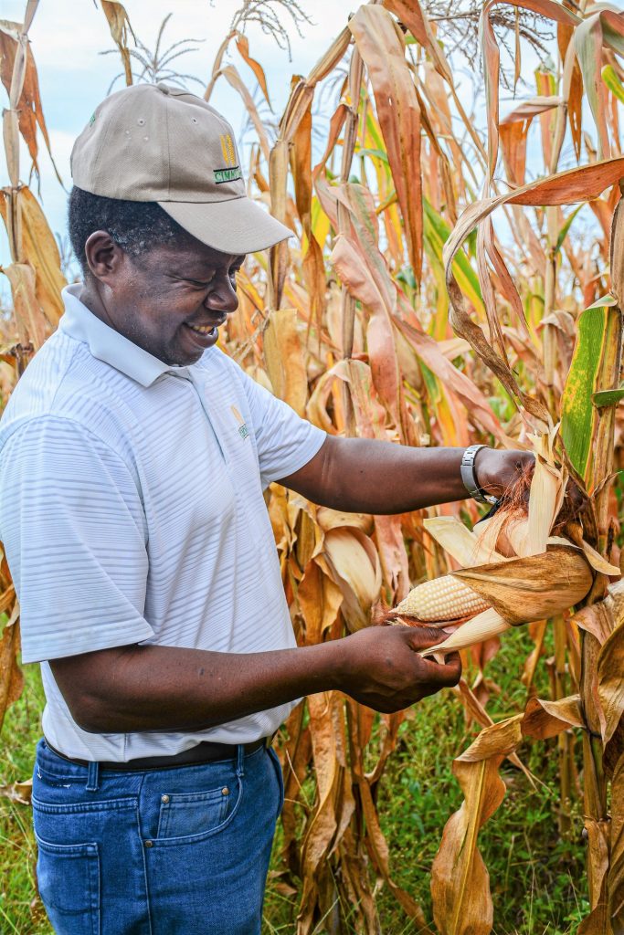 Cropping systems agronomist Isaiah Nyagumbo inspects a maize ear at the Chimbadzwa plot in Ward 4, Murewa, Zimbabwe. (Photo: CIMMYT)