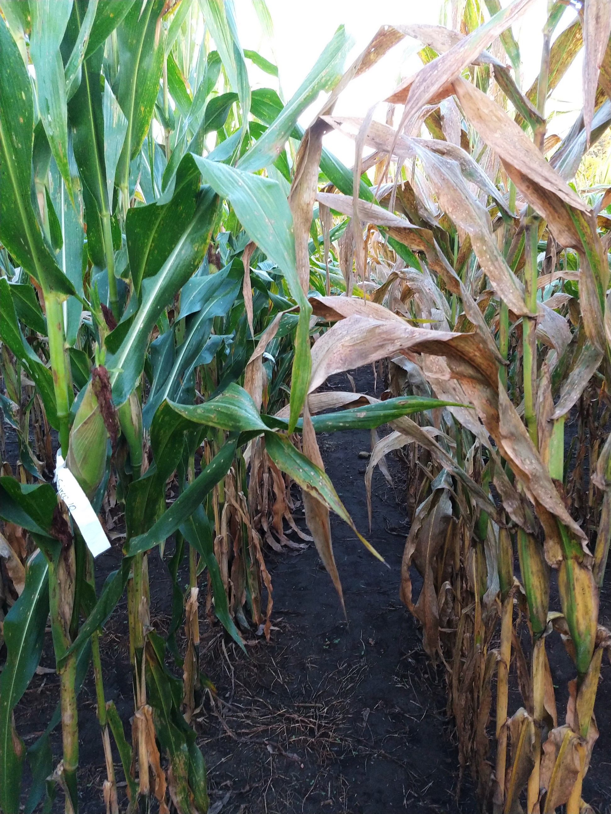 A tar spot disease resistant line next to a non-resistant line.