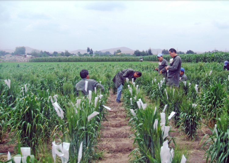 inar explores continuous improvement approach to plant breeding CIMMYT