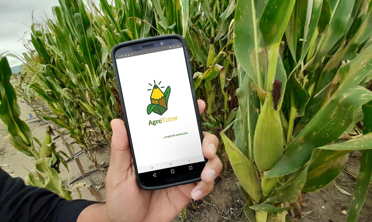 A researcher demonstrates the use of the AgroTutor app on a mobile phone in Mexico. (Photo: Francisco Alarcón/CIMMYT)