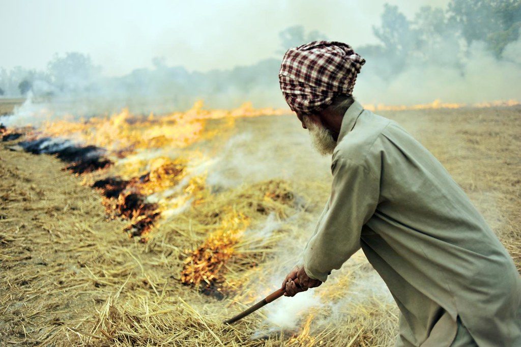 A farmer burns rice residues after harvest to prepare the land for wheat planting around Sangrur, Punjab, India. (Photo: Neil Palmer/CIAT)