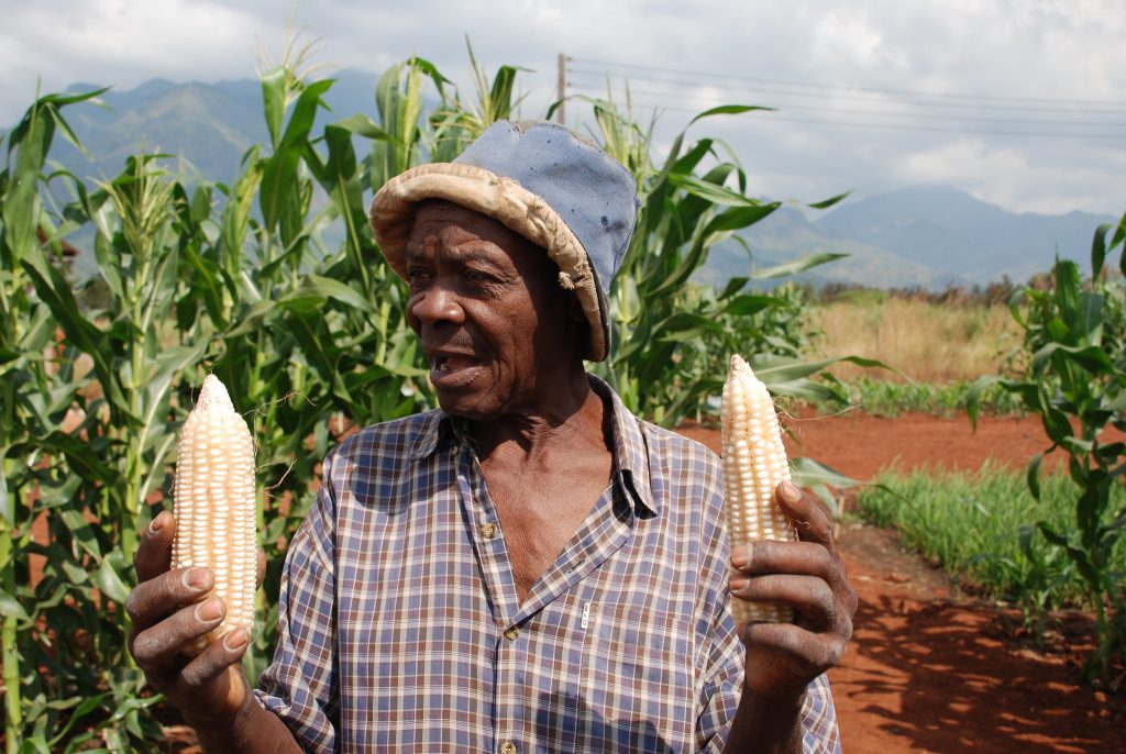 A farmer in Morogoro, Tanzania, discusses differences in his maize ears caused by differences in on-farm conditions. (Photo: Anne Wangalachi/CIMMYT)
