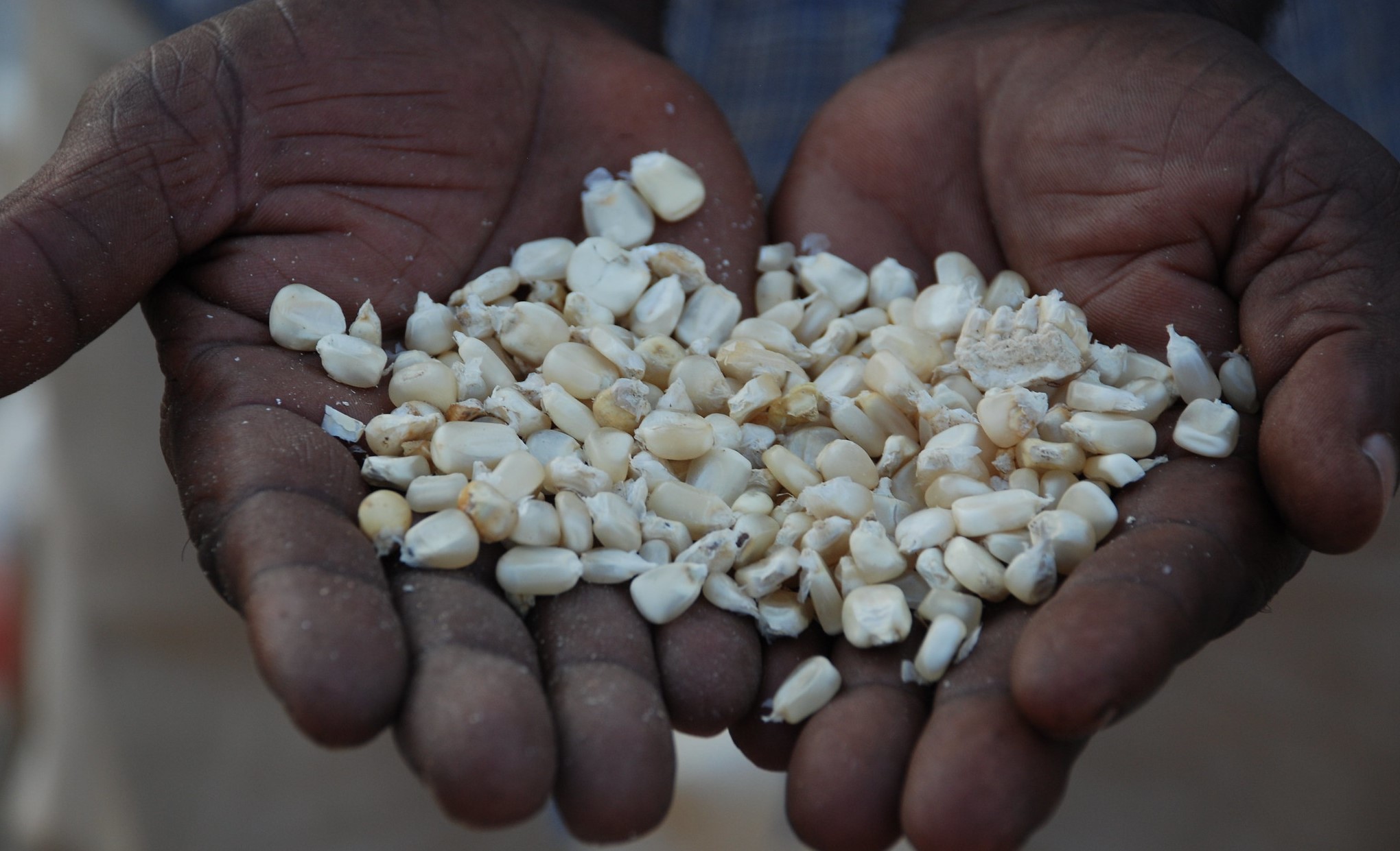 A farmer in Tanzania holds a handful of drought-tolerant maize seed. (Photo: Anne Wangalachi/CIMMYT)