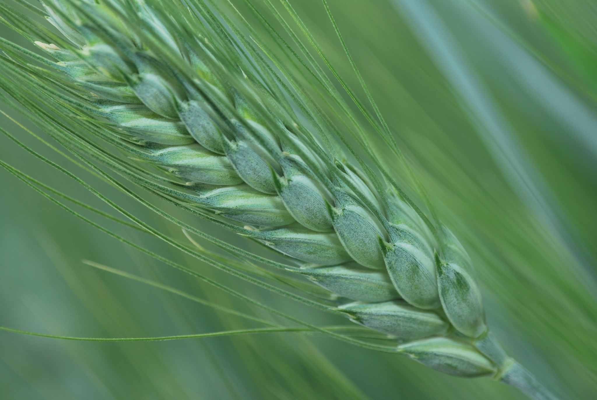 Close up of a durum wheat spike. (Photo: Xochiquetzal Fonseca/CIMMYT)