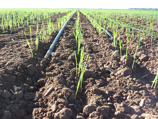 A wheat field is fed by drip irrigation in Obregon, Mexico. (Photo: H. Gomez/CIMMYT)