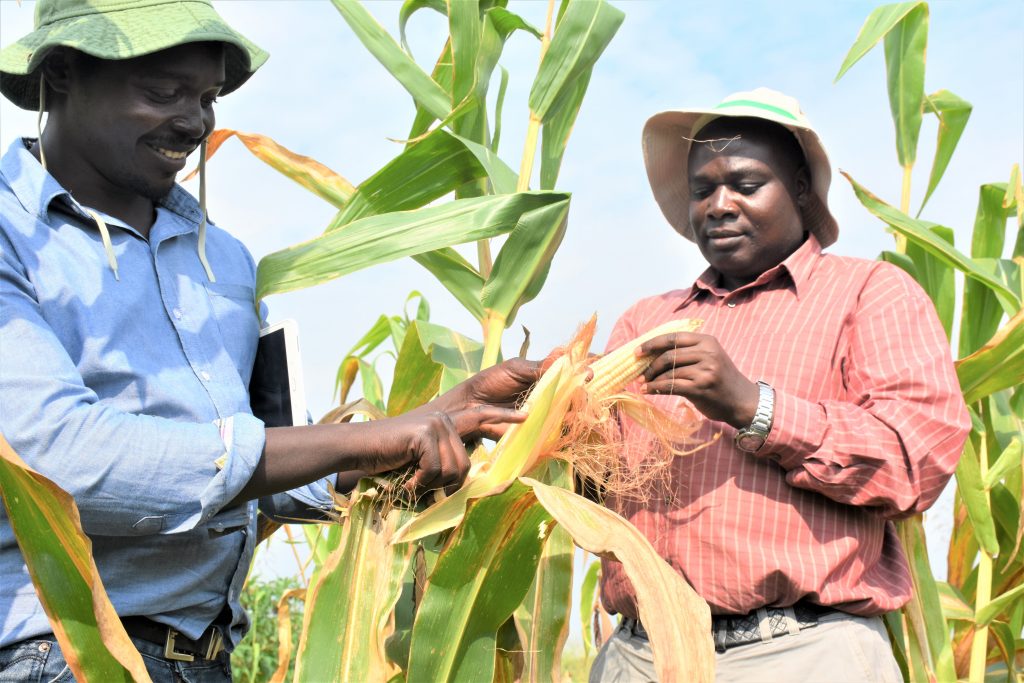 Godfrey Asea (R) and Daniel Bomet (L) from Uganda’s National Agricultural Research Organization (NARO) admire maize cobs on a farm in Uganda. (Photo: Joshua Masinde/CIMMYT)