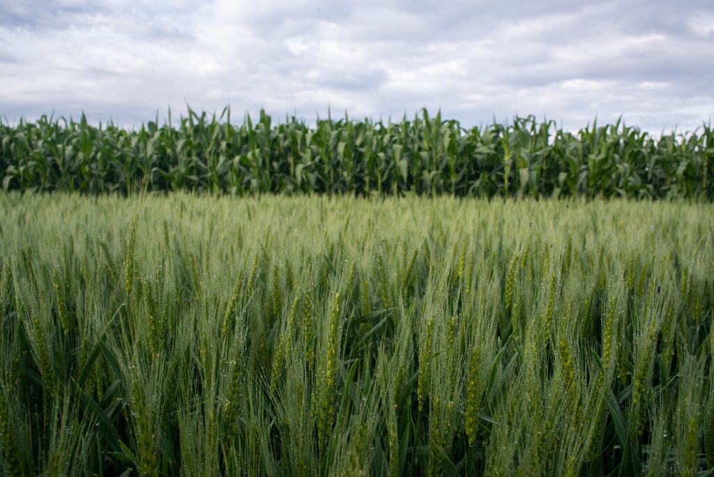 Maize and wheat fields at the El Batán experimental station. (Photo: CIMMYT/Alfonso Cortés)