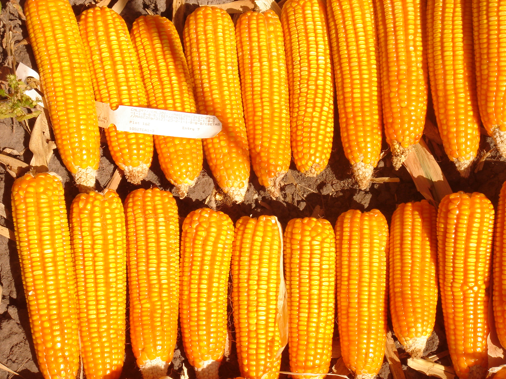 An experimental line of provitamin A-enriched orange maize is harvested in Zambia. (Photo: CIMMYT)