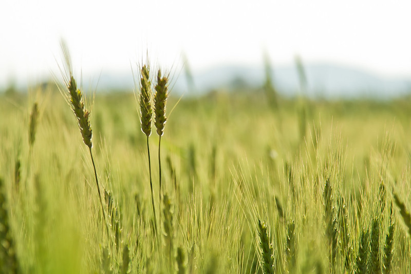 Wheat stalks grow in a in India. (Photo: Saad Akhtar)