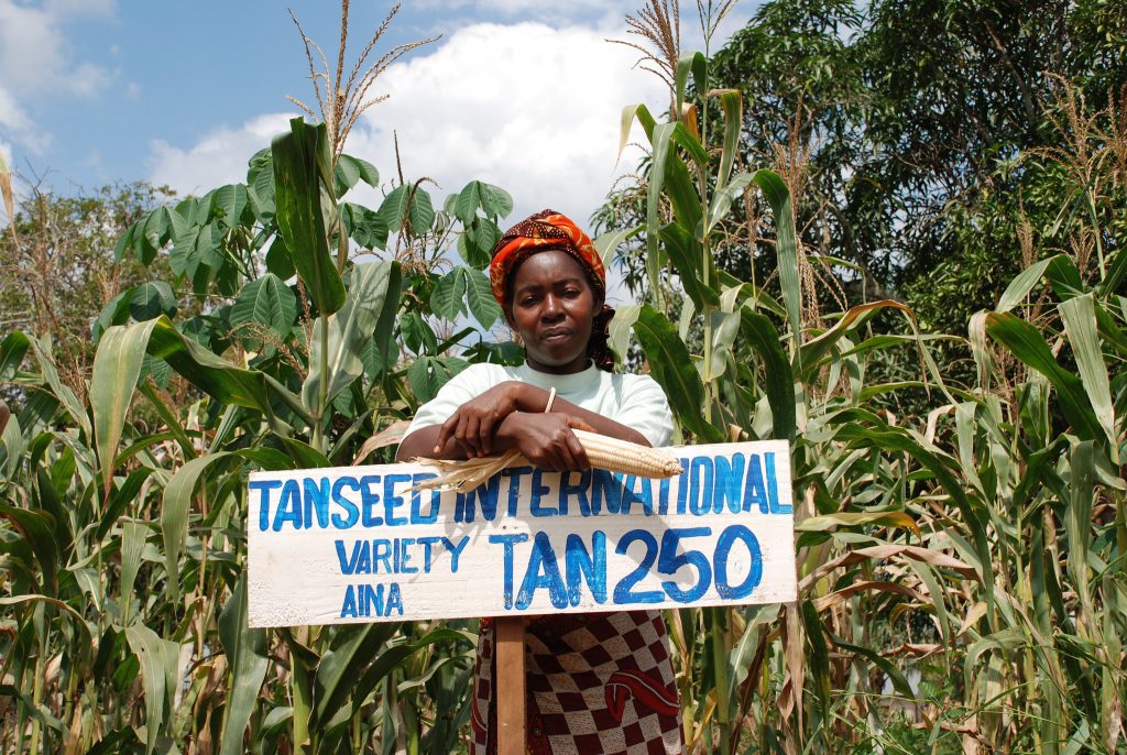 A farmer in Tanzania stands in front of her maize plot where she grows improved, drought tolerant maize variety TAN 250. (Photo: Anne Wangalachi/CIMMYT)