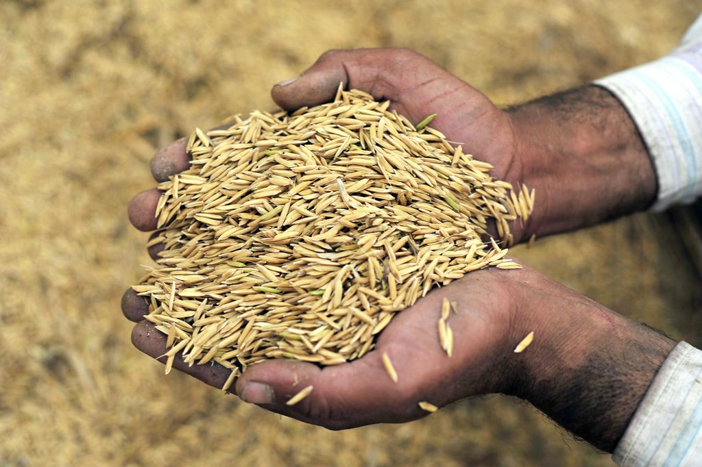 A farmer in Punjab, India, holds up a handful of freshly threshed rice. (Photo: Neil Palmer/CIAT)