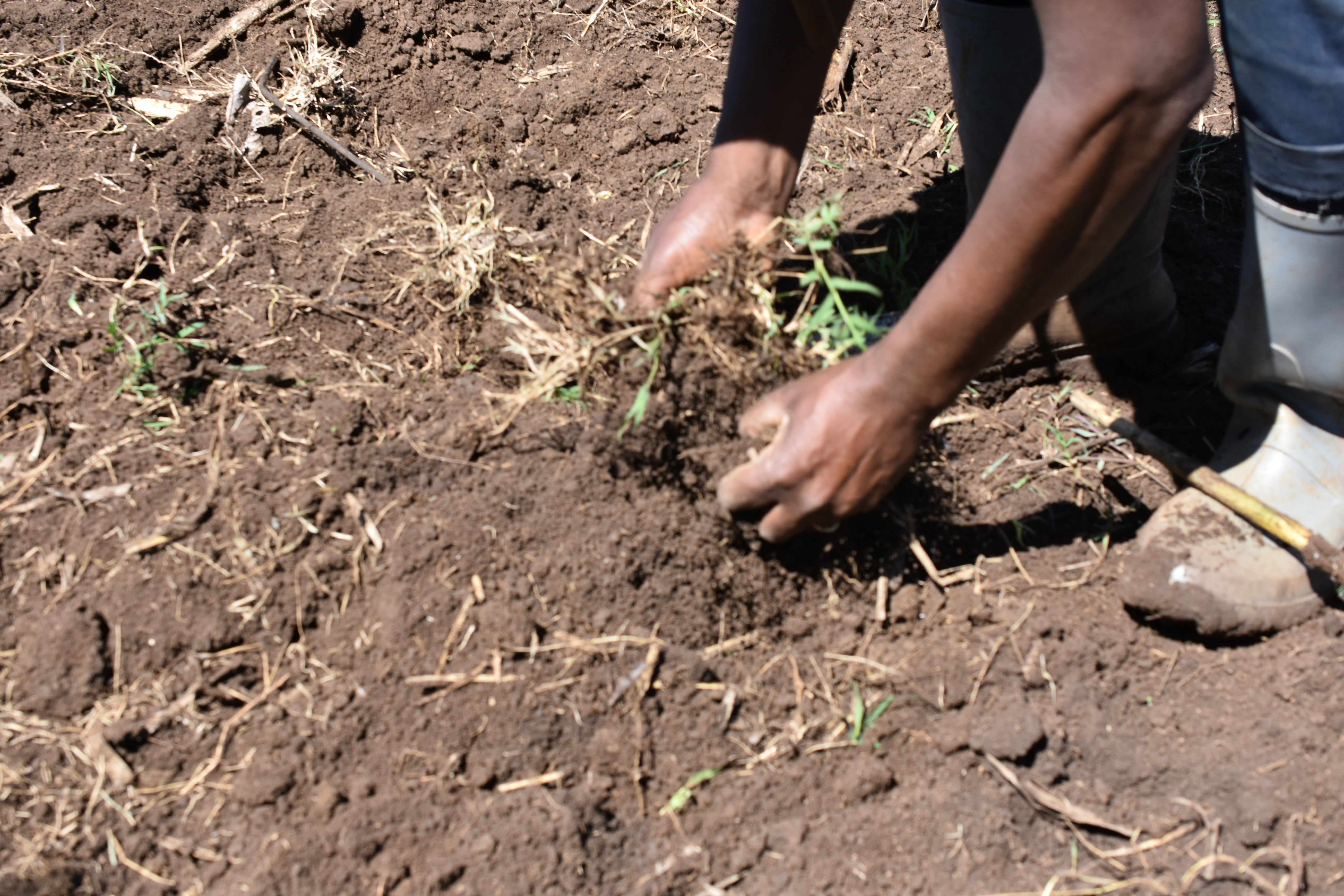 A farmer assesses soil on his plot in Ethiopia. (Photo: Simret Yasabu/CIMMYT)