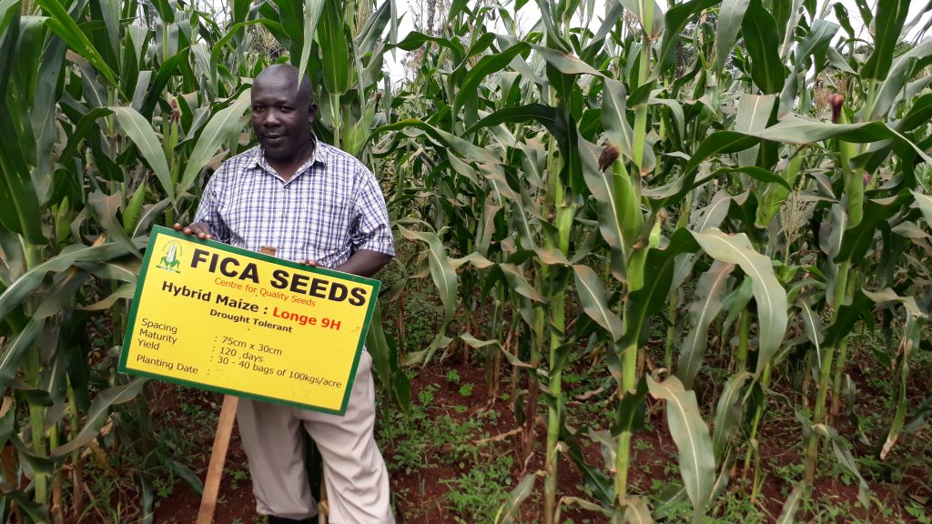 A FICA representative stands in front of a demonstration plot for one of the organization’s stress-tolerant maize varieties in Uganda. (Photo: Mosisa Worku/CIMMYT)