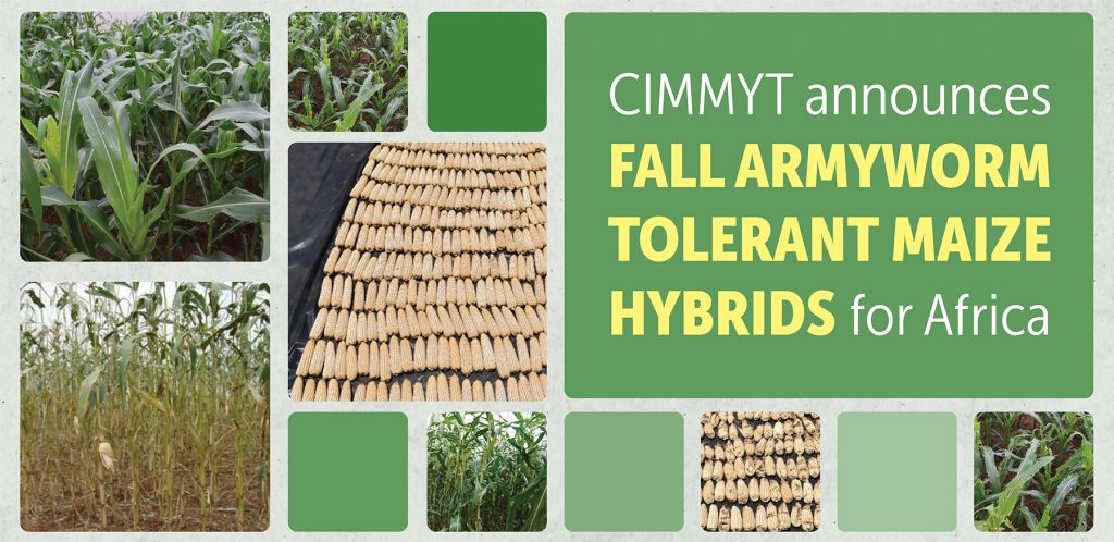 A collage of maize images accompanies a CIMMYT announcement about fall armyworm-tolerant maize hybrids for Africa.