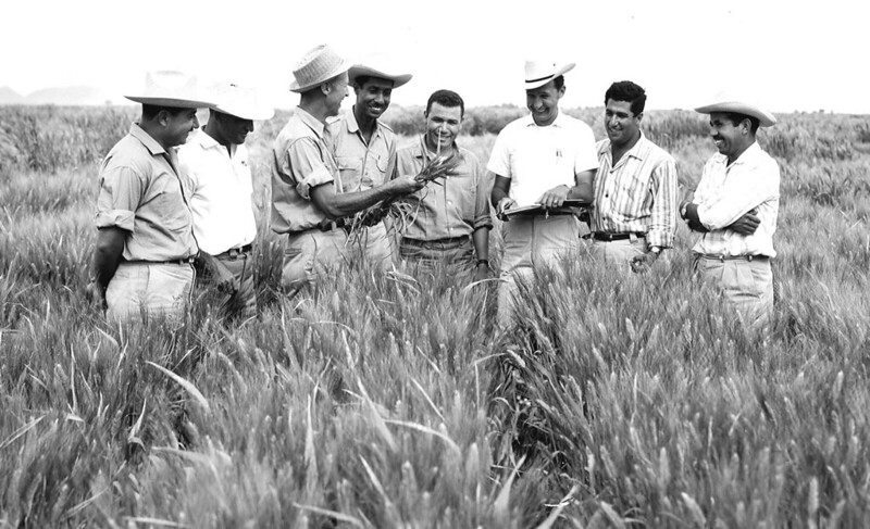 Norman Borlaug teaches a group of young trainees in the field in Sonora, Mexico. (Photo: CIMMYT)