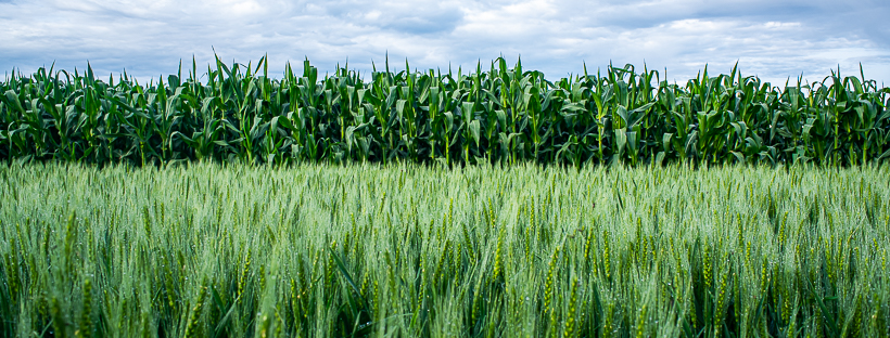 Maize and wheat fields at the El Batán experimental station. (Photo: CIMMYT/Alfonso Cortés)