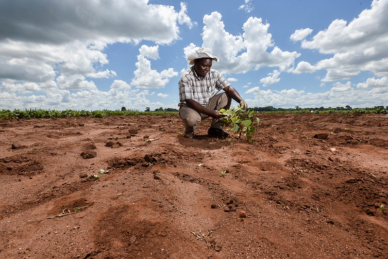 A farmer inspects a drought-tolerant bean plant on a trial site in Malawi. (Photo: Neil Palmer/CIAT)