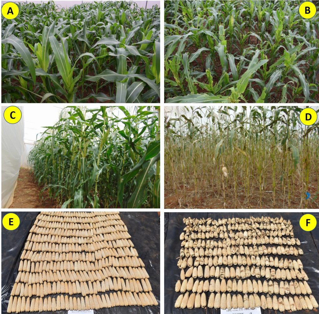 Figure 1. Responses of CIMMYT-derived fall armyworm tolerant hybrids versus susceptible commercial checks at the vegetative stage (A & B) and at reproductive stage (C & D), respectively, after fall armyworm artificial infestation under “no choice” trial in screenhouses at Kiboko, Kenya. Note the difference in the harvest of a FAWTH hybrid (E) versus one of the commercial susceptible hybrid checks (F), besides the extent of damage caused by fall armyworm to the ears of the susceptible check (visible as blackish spots with no grains in the ears). 