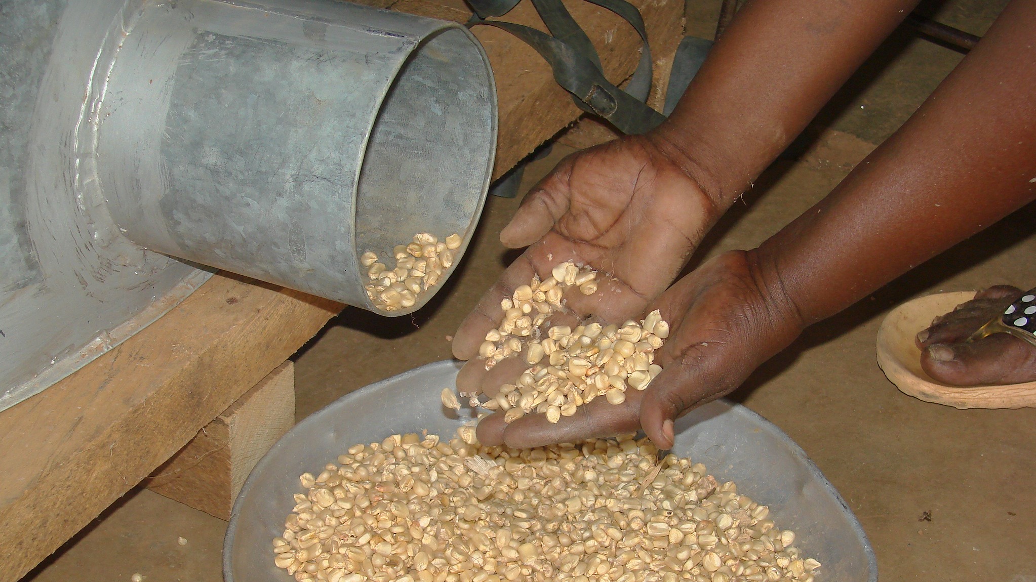 A farmer empties a metal silo filled with maize grain in Embu, Kenya. (Photo: CIMMYT)