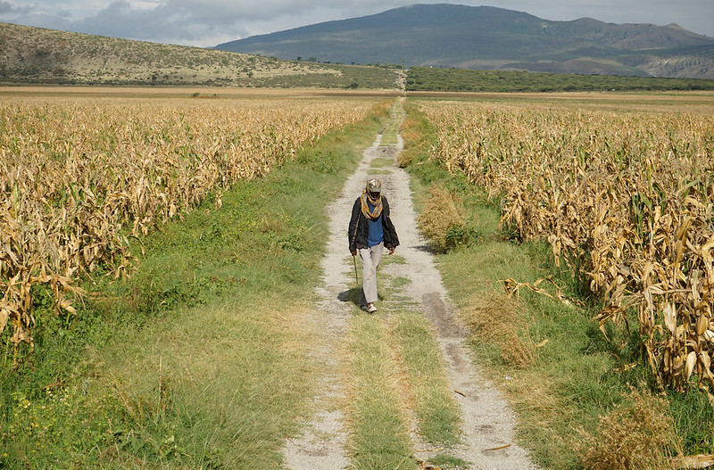 A farmer walks through a maize field in Toga village, Hawassa, Ethiopia. (Photo: Peter Lowe/CIMMYT)