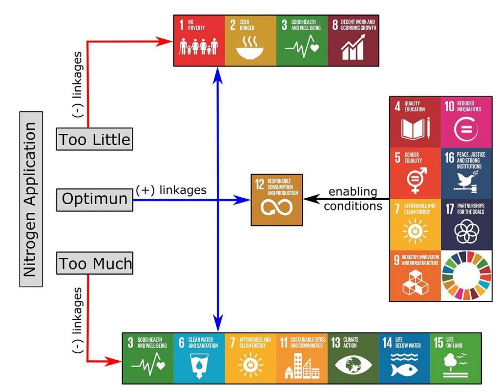 A diagram shows the impact of fertilizer nitrogen use on the achievement of the Sustainable Development Goals. (Graphic: CIMMYT/Adapted from CCAFS) 