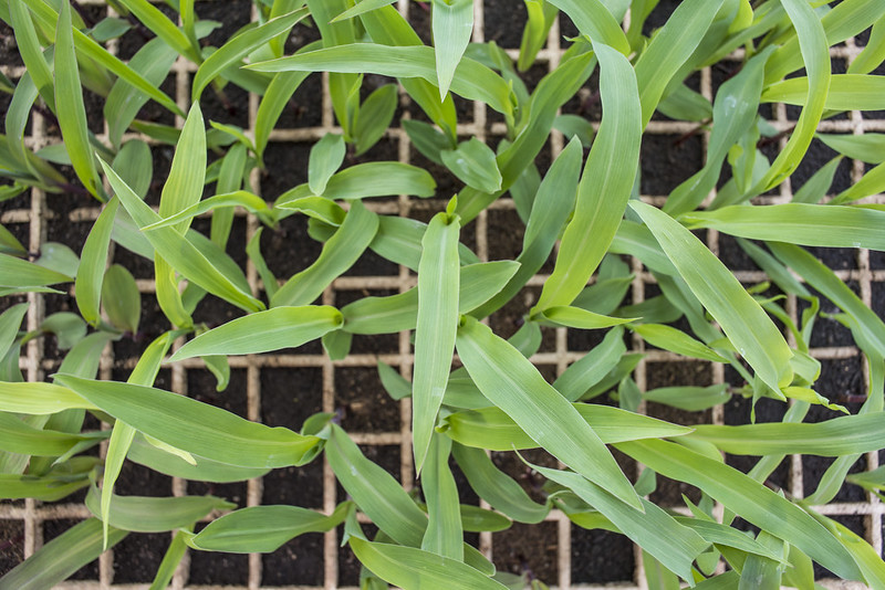 Maize germinates inside a greenhouse in Mexico. (Photo: Alfonso Cortés/CIMMYT)