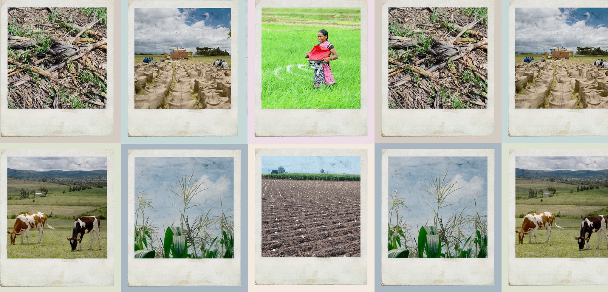 A collage of shows images relating to different stages of the nitrogen cycle. (Graphic: Alfonso Cortés/CIMMYT)
