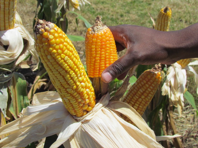 A farmer compares yellow and orange maize in Kwanza Sul, Angola. (Photo: Florence Sipalla/CIMMYT)