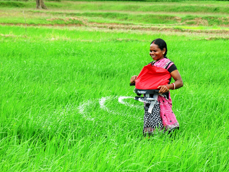 A woman in India uses a precision spreader to apply fertilizer on her farm. (Photo: Wasim Iftikar) 