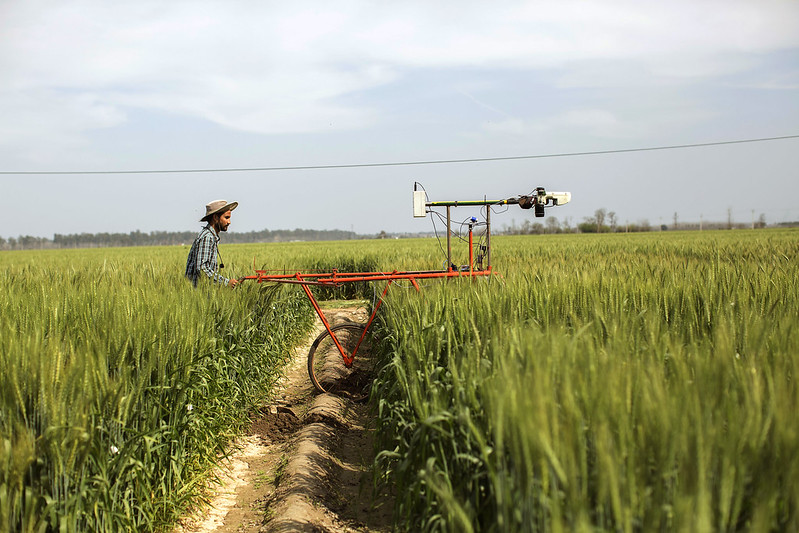 A researcher from the Borlaug Institute for South Asia (BISA) walks through a wheat field in India. (Photo: BISA)