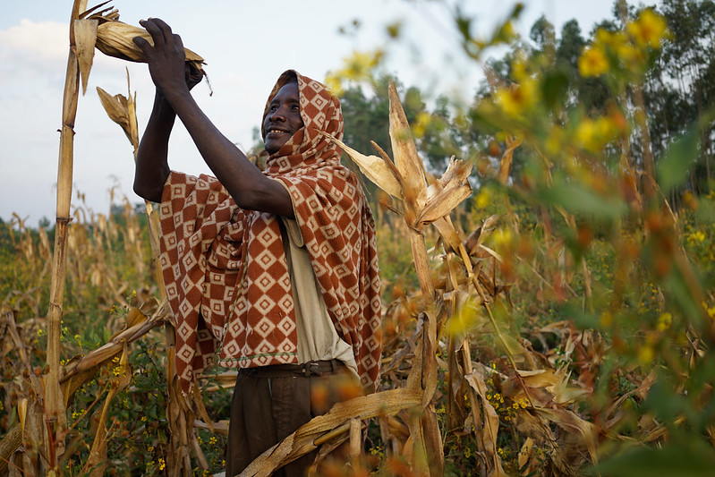 Farmer Roba Shubisha harvests an improved maize variety in Yubo village, Wondo Genet, Ethiopia. (Photo: Peter Lowe/CIMMYT)